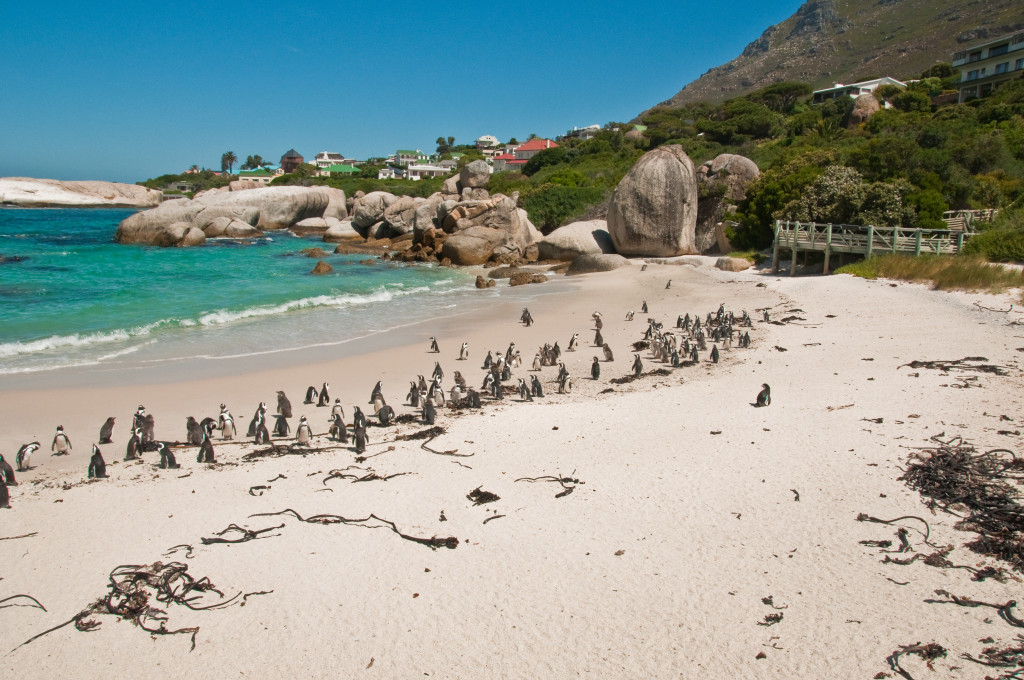 BOULDERS BEACH - CAPE TOWN WITH KIDS - Around About Cars