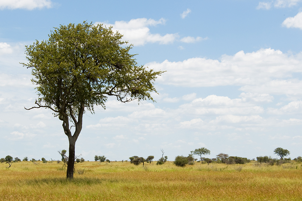 Kruger National Park - Around About Cars