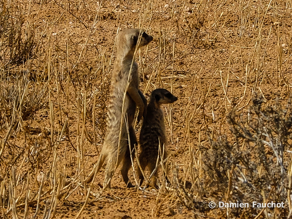 Kgalagadi Trasnfrontier Park