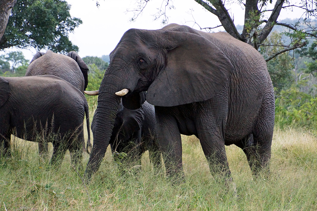 Elephant - Around About Cars