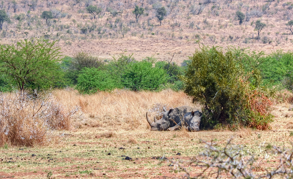 Pilanesburg - Around About Cars