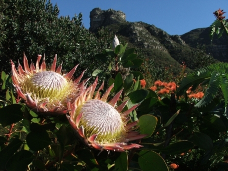 Kirstenbosch at King Protea.