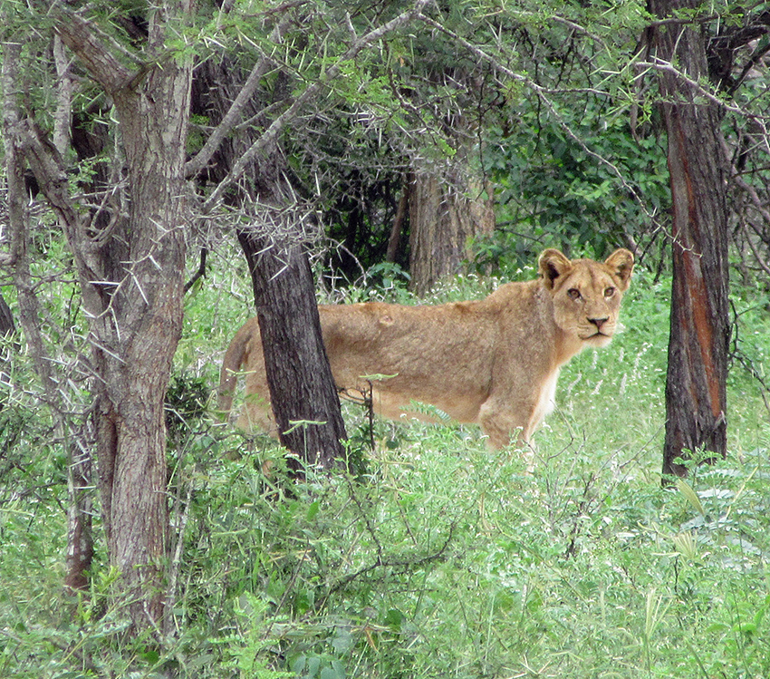 Lioness - Around About Cars