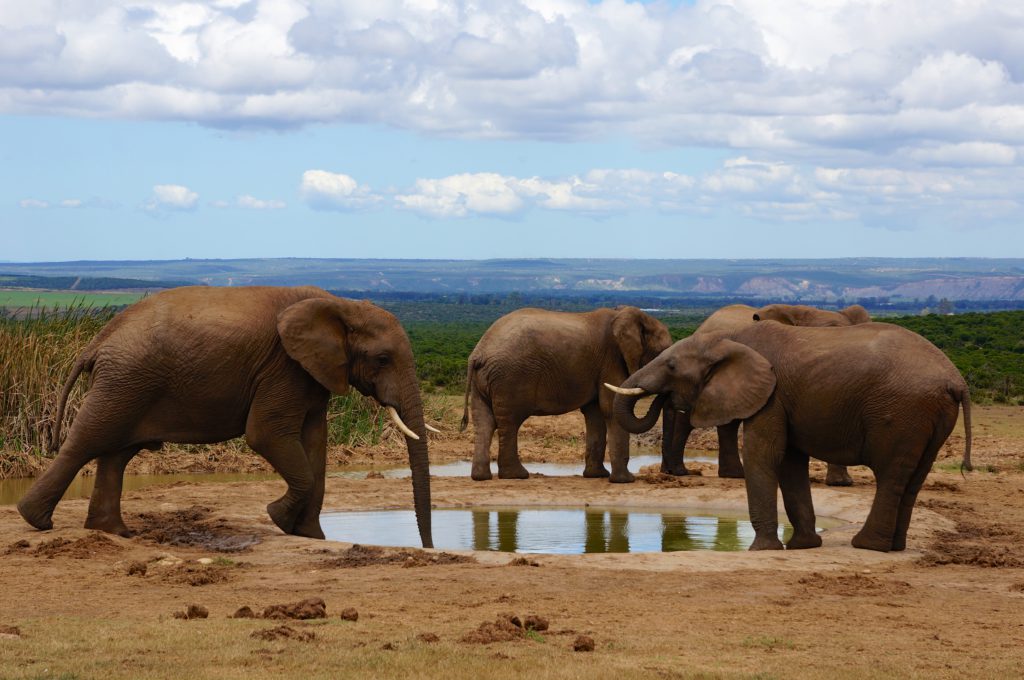 Addo Elephant Park - Around About Cars