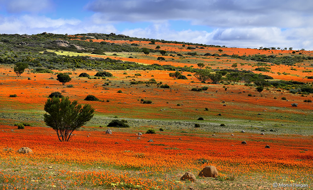 The wild flowers of Namaqualand - Around About Cars