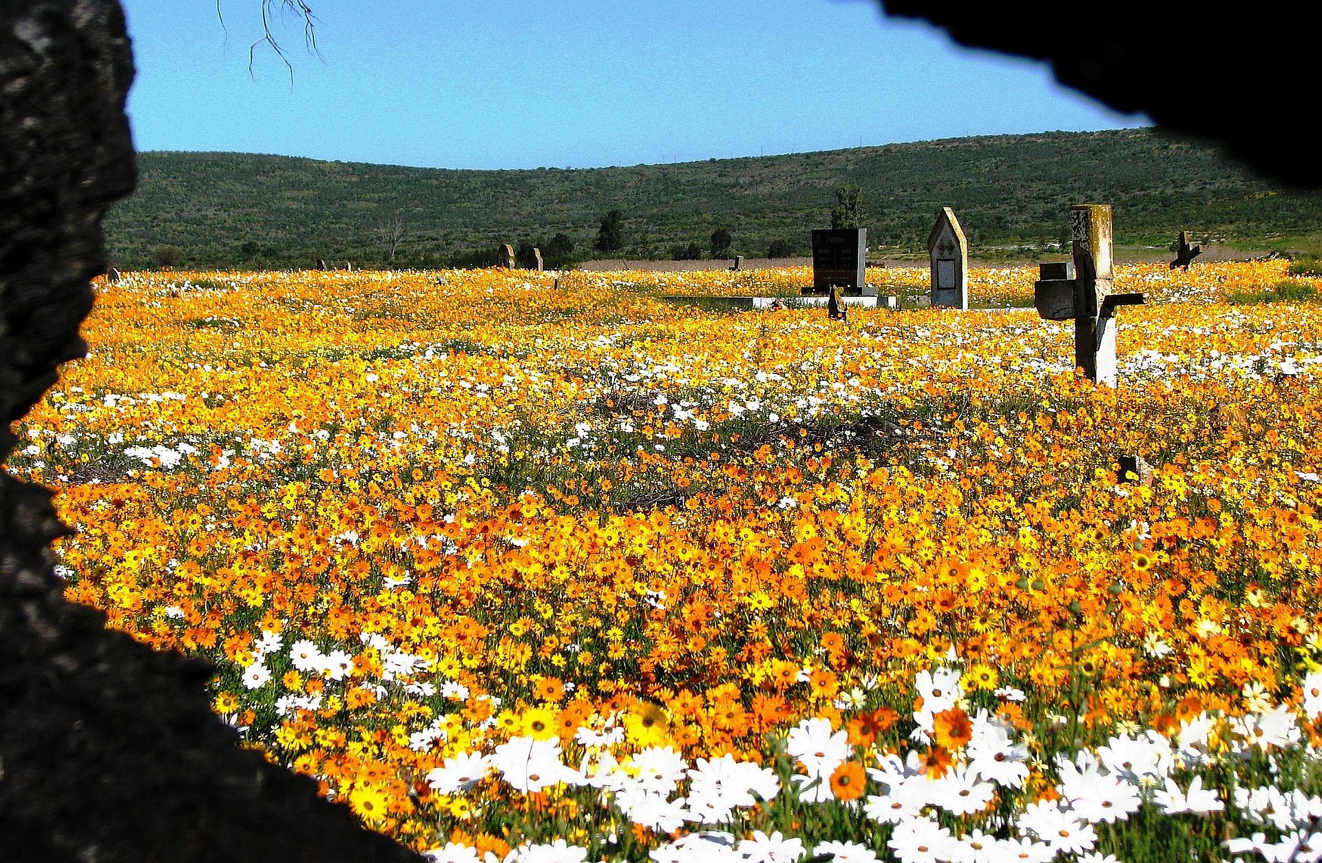 Namaqualand Flowers Graveyard - Around About Cars
