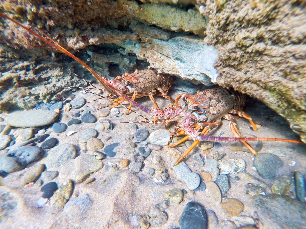 Snorkeling at Cape Vidal - Around About Cars