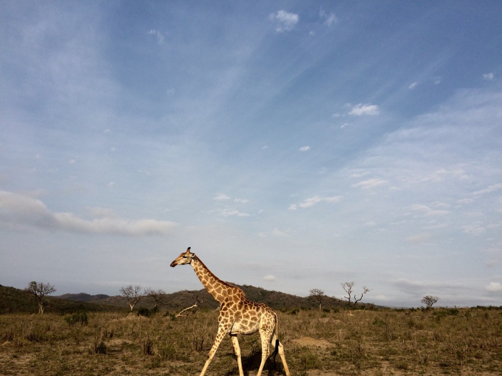 Spectacular Game viewing in Hluhluwe Umfolozi - Around About Cars