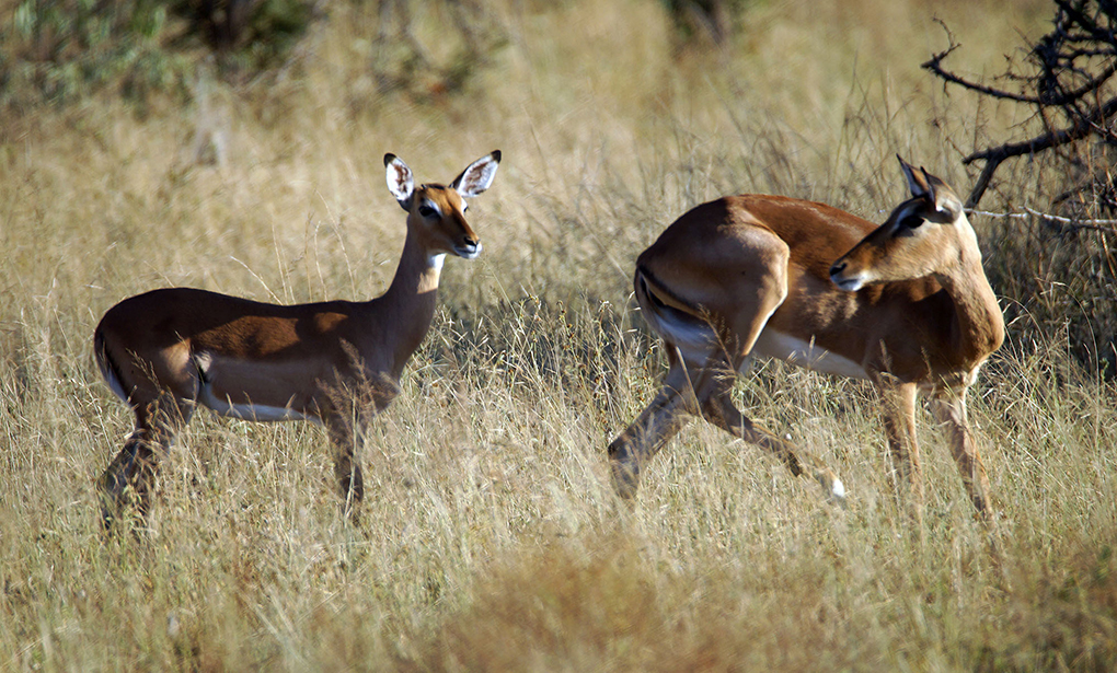 Springbuck - Around About Cars