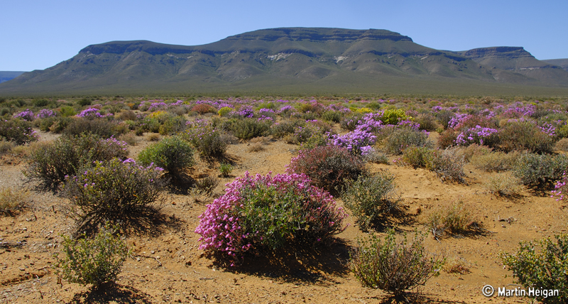Tankwa Karoo National Park Campsites - Around About Cars