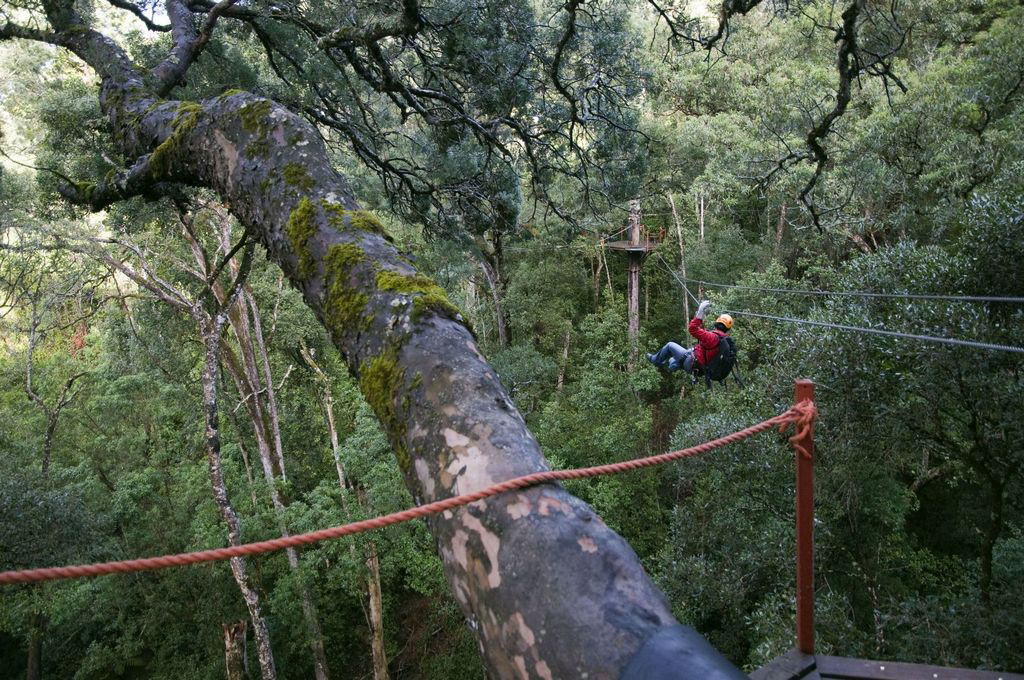 Tsitsikamma Canopy Tours - Around About Cars