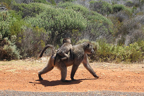 Baboon at Cape Point Table Mountain National Park.