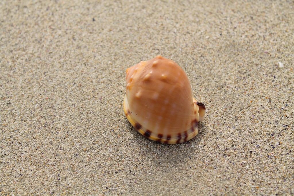 BEAUTIFUL SHELLS SCATTERED ALONG THE BEACH