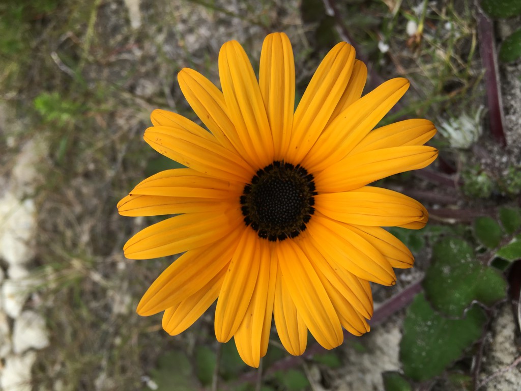BEAUTIFUL YELLOW FLOWER