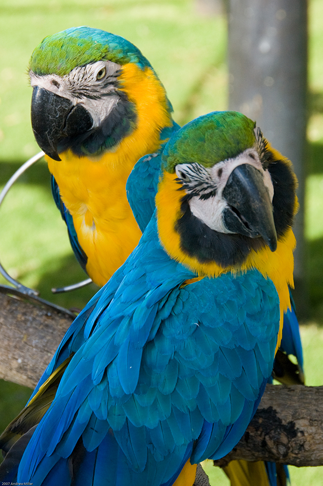 Birds of Eden - Around About Cars