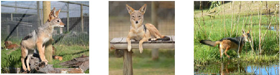 Black-backed Jackal.