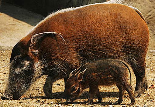 Bush Pig and piglet.