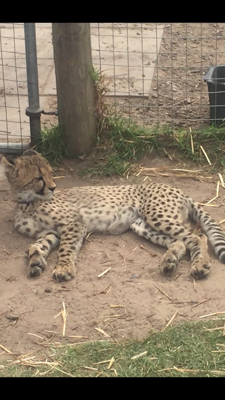 Cheetah Cub.
