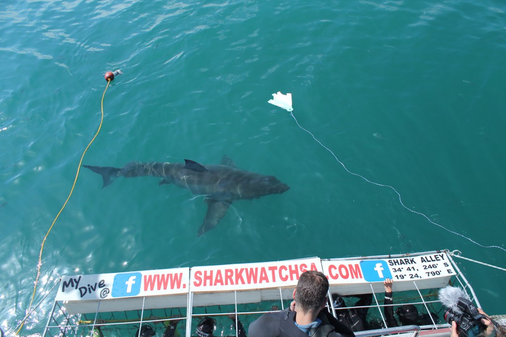 AMAZING CLOSE ENCOUNTERS WITH THESE MAJESTIC ANIMALS