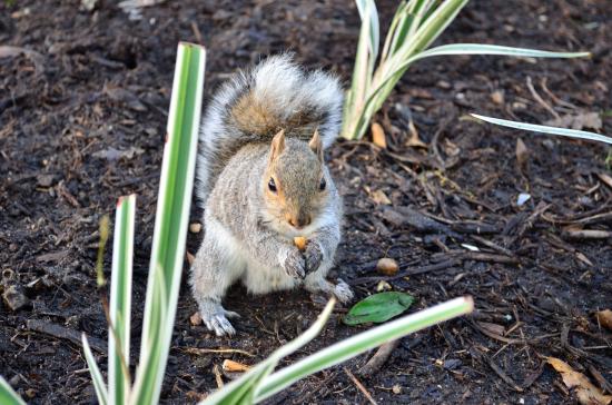 Company's Gardens - Around About Cars