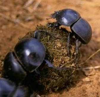 Dung Beetle.