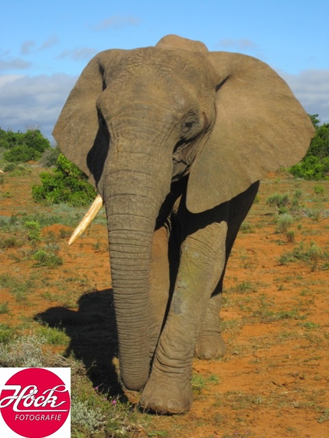 Addo Elephant.