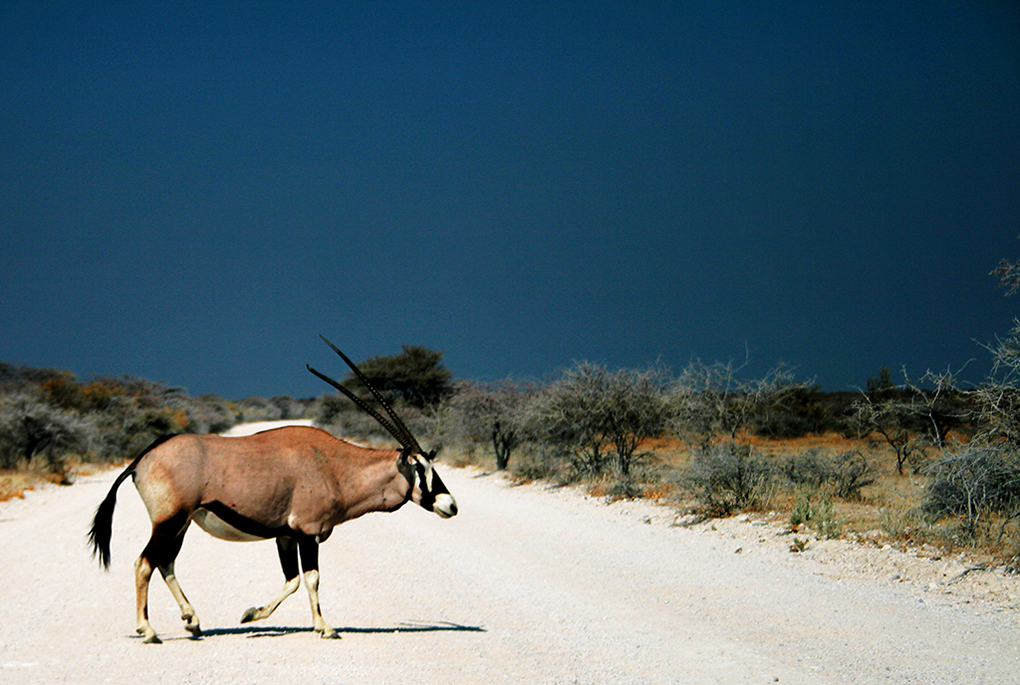 Etosha National Park - Around About Cars