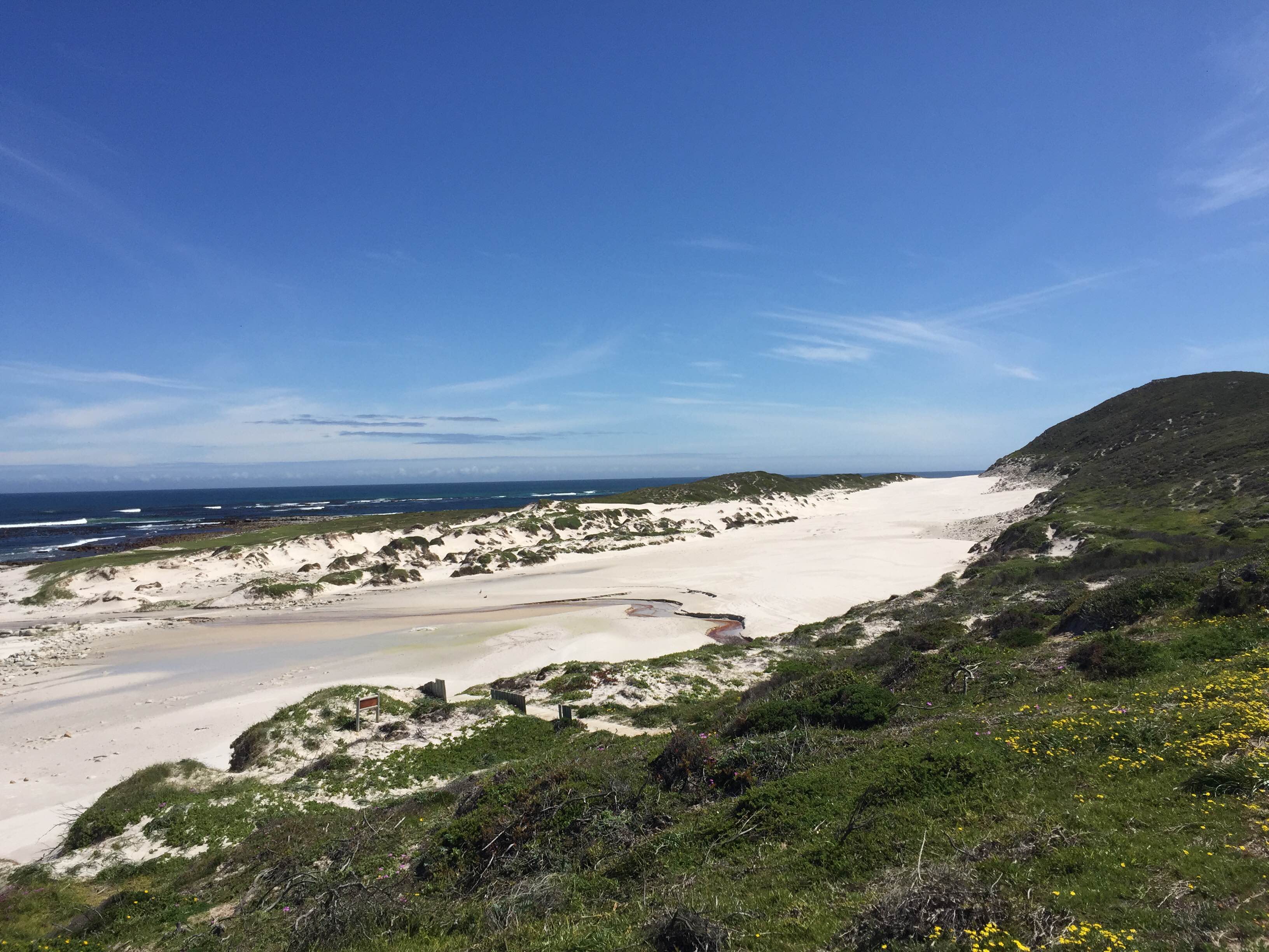 Fauna Flora Cape Point Table Mountain National Park.