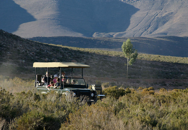 Game Drive at Aquila Game Reserve.
