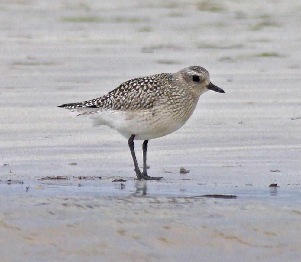Grey Plover.