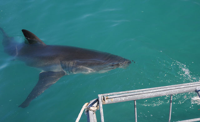 Large shark approaching the cage.