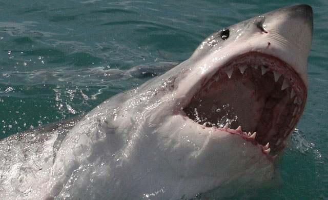 Large Shark breaching.