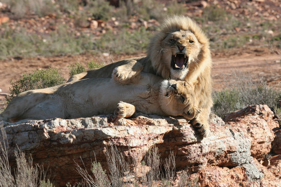 Lions at Aquila Game Reserve.
