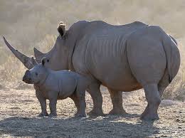 Rhino at Aquila Game Reserve.