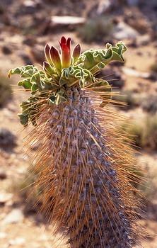 Richtersveld Flora.