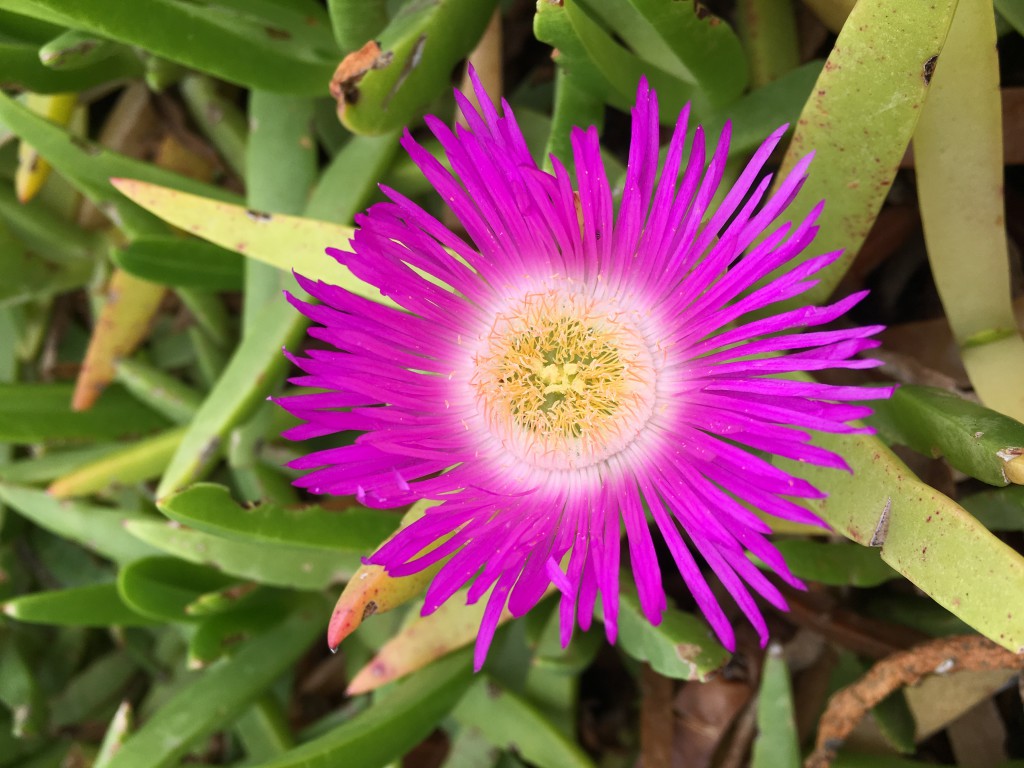 PURPLE FLOWER OF A STONE PLANT