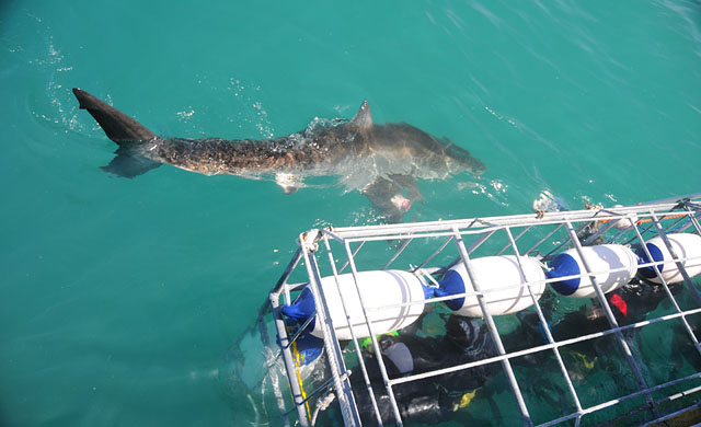 Viewing a shark from the cage.