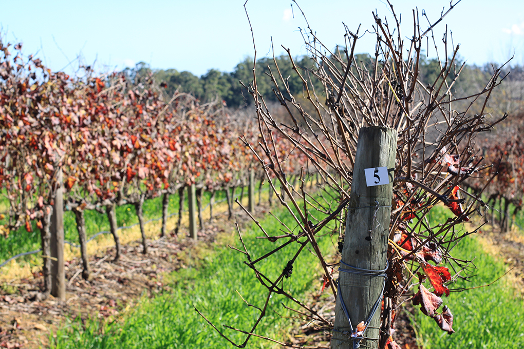 Wine Tasting - Around About Cars