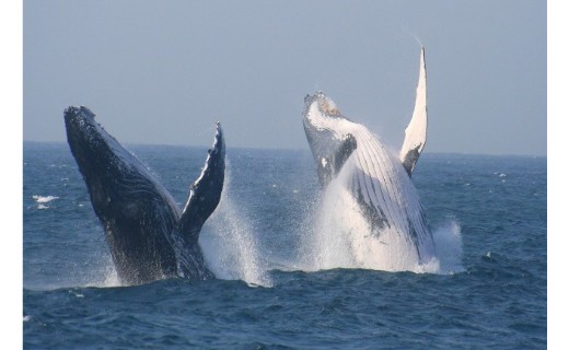 RICHARDS BAY AIRPORT CAR HIRE